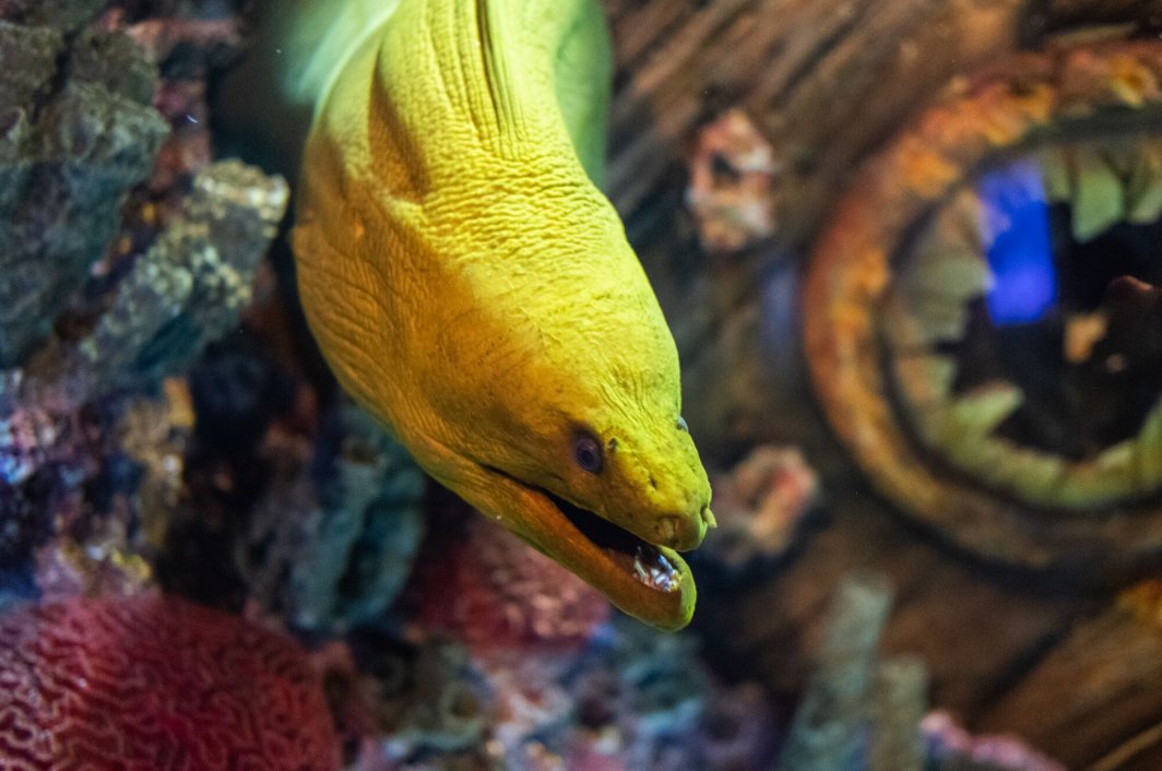 Aquarium on Twitter "Funfact green moray eels are snot