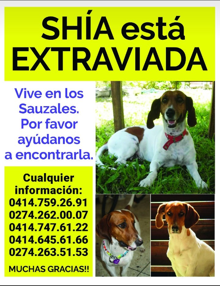 alelishb's tweet photo. Por favor ayúdenme con esto, la extrañamos mucho, se perdió el domingo 20 de enero en #Merida @protectoraASN @leoperiodista @fundacionnapda @biocontacto_ @Dr_Perrogato @rodeoplaza https://t.co/AoJhBOJUna