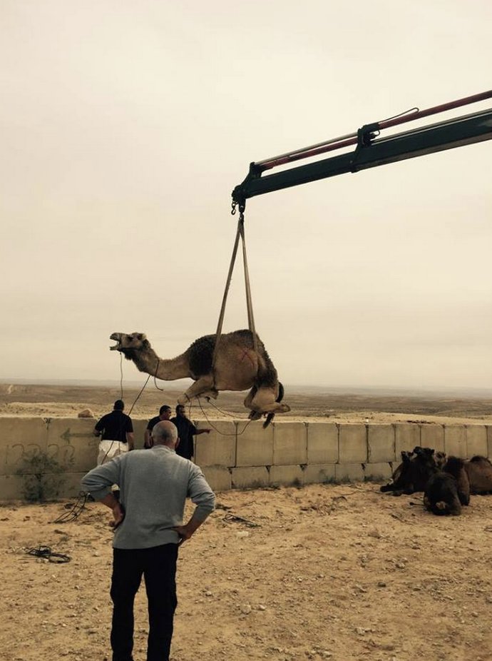 BDSmovement's tweet photo. Volvo is complicit in Israel's daily attacks on Palestinians. Israeli police used Volvo machinery Monday to seize the camels of a Palestinian community in the Naqab. Volvo should end its sale of equipment used by Israel to commit war crimes. 

Photos &amp; more info via @Who_Profits https://t.co/MIlg7669nu