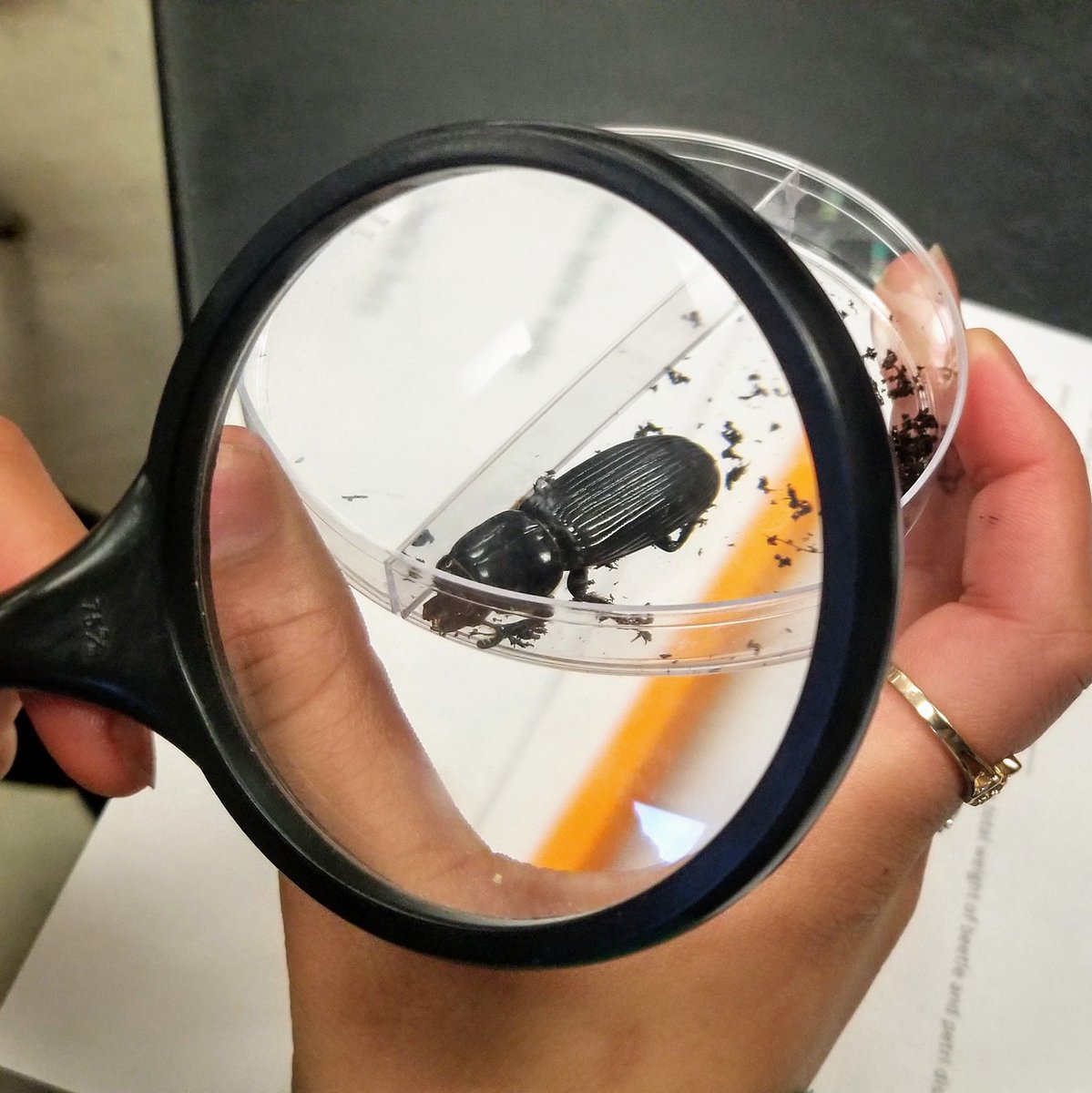 mmsscienceclass's tweet photo. It's so cool getting to see the first day of @Cracee222 bess beetle investigation for her 8th grade #STEAM class. I can't wait to see what's next. #CharlesPMurray #MMSScience #MMSForward #handsonscience #classroomcritters https://t.co/1vQC7j9fBX