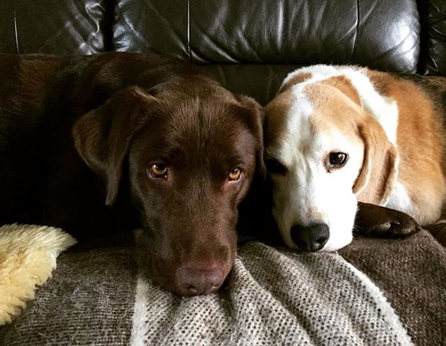 bit.ly/2T2UtsY Possibly the cutest picture of Phoebe (and friend!) to date? 😍