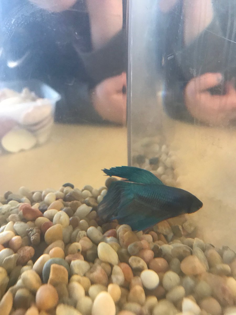 humbercrest's tweet image. Mme Hindoian’s SK students voting in the name of their new Betta fish - meet Snowflake. #studentvoice #politicalprocess #fairness