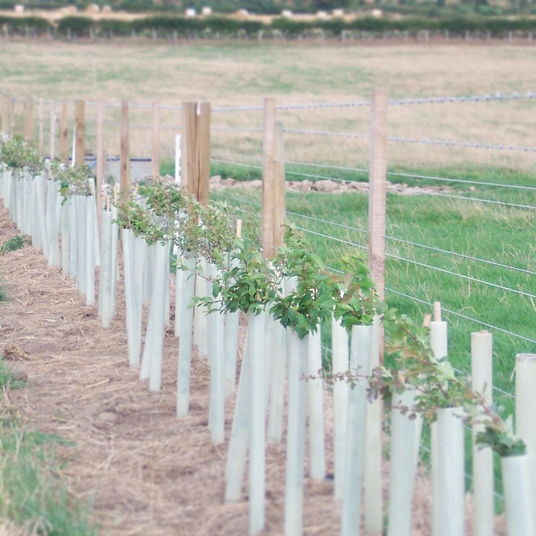 This year we have been conserving and enhancing our environment by planting some 10,000 trees and 3 miles of new hedgerows on our farm in Shropshire
