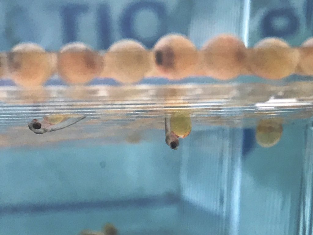 Hey <a href="/GeetMrs/">Mrs. Gee</a>, we’re hatching!!