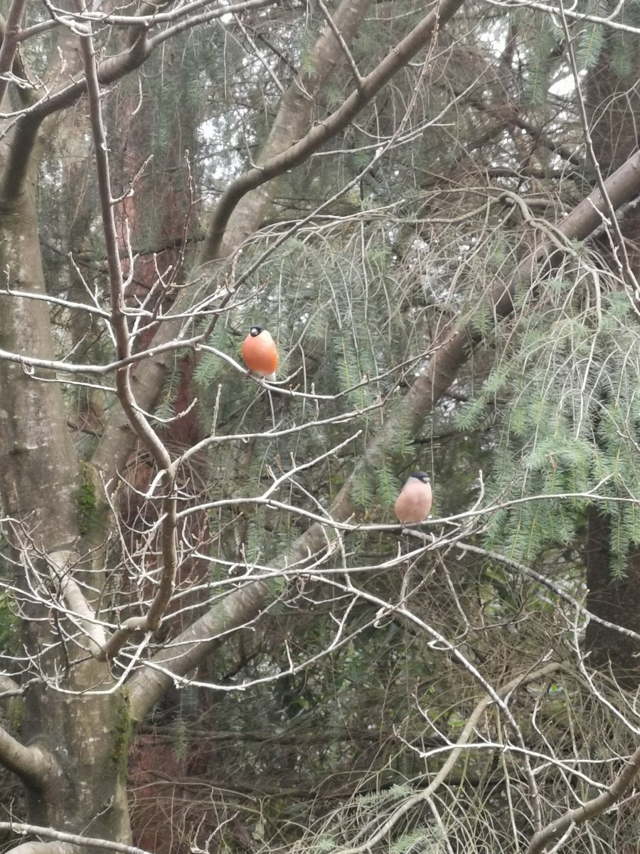 CJT75's tweet photo. Spotted these two today #CPspot @CP_UK_Longleat https://t.co/uuJVvr9h1r