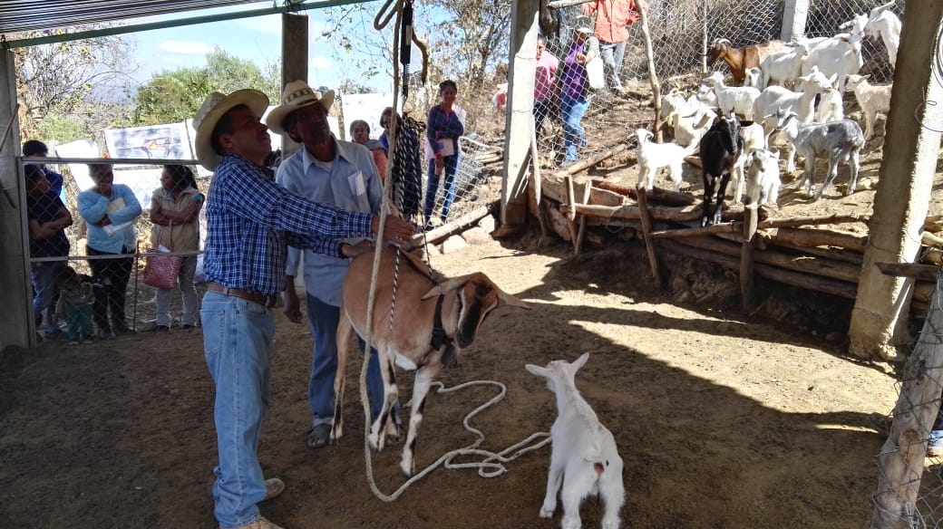 MogarzSC's tweet photo. - Actividad: Capacitación en desparasitación.
- Línea productiva: Ovino-caprina.
- Lugar: San Juan Diquiyu, Tezoatlán.
- Responsable: Ing. Hugo Ramírez.
 
#WeCanDoIt 💪
#LaMixtecaOaxaqueña 🌄

@IvetteMurat
@alejandromurat
@lopezobrador_
#SADER
#SEDAPA
#Oaxaca https://t.co/WJ7LWkePFb