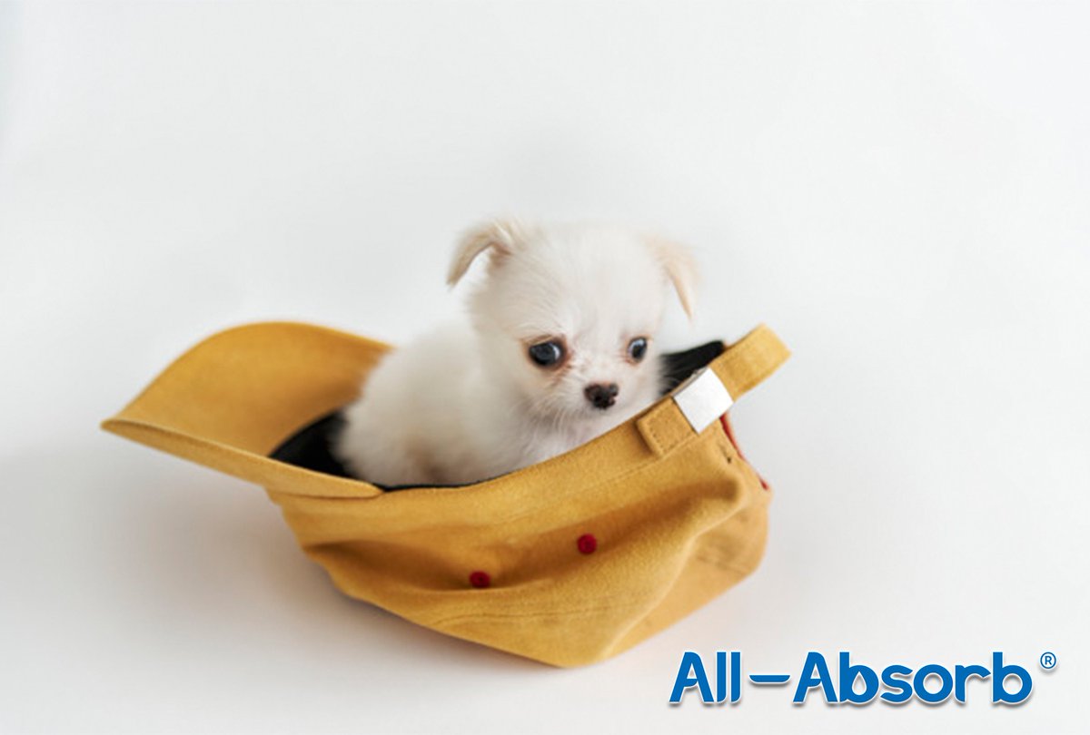 AllAbsorb's tweet image. Special Delivery!  Did you know that you can sign up for auto-delivery of our products on Chewy?  Check it out here: bit.ly/2C0guRX
🐶
#AllAbsorb #TrainingPads #PeePads #PuppyPads #puppies #toocute #adoptdontshop #adorable  #Tuesday #tuesdayvibes