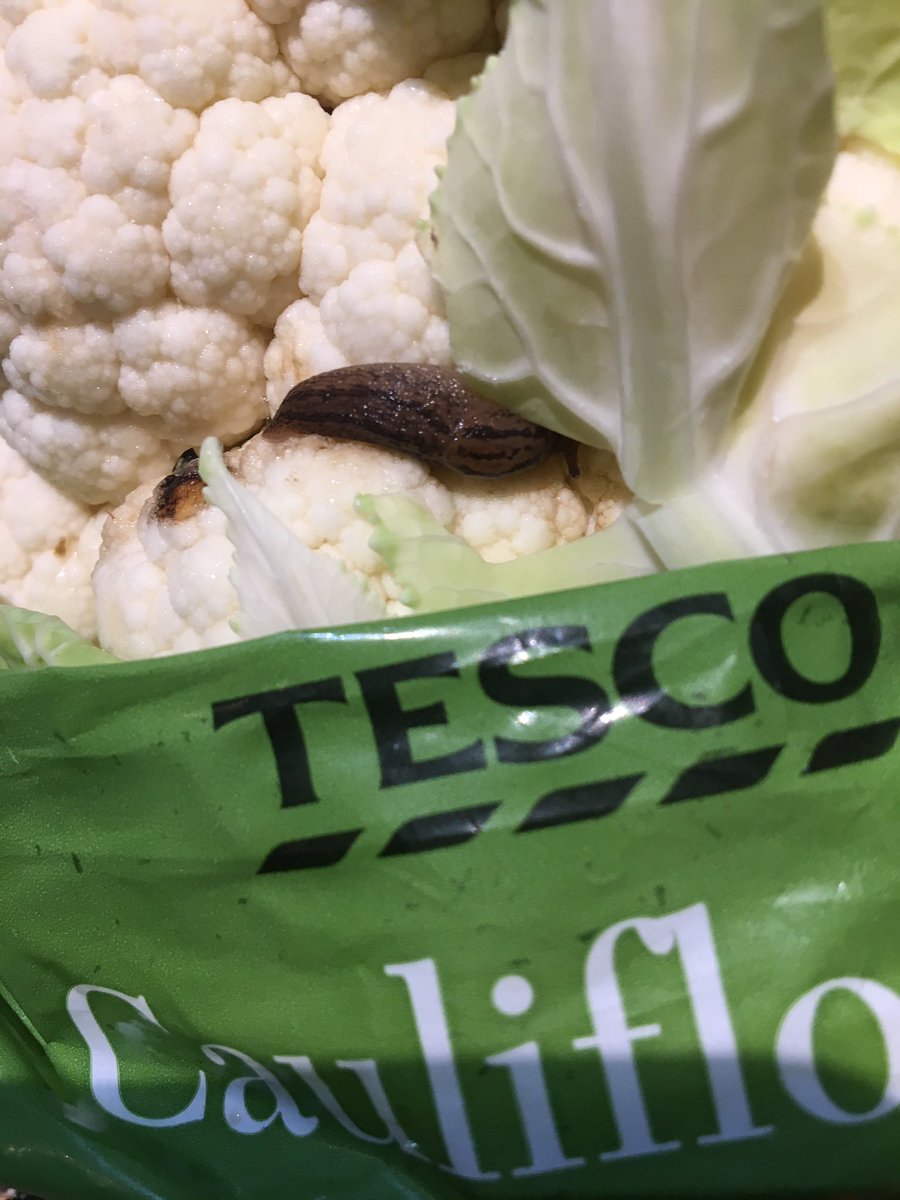 Just unpacking the groceries and I’ve got a bit more than I bargained for in my cauliflower. The latest BOGOF offer 😂🤣😂 #Tesco #Tesco100Years #tesco