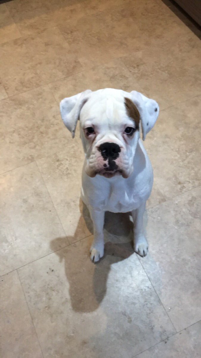 sazalee's tweet photo. New member of the famalam!! #whiteboxer #boxerdog #9months #tillypops #mylittlegirl https://t.co/aAtUTG7g4H