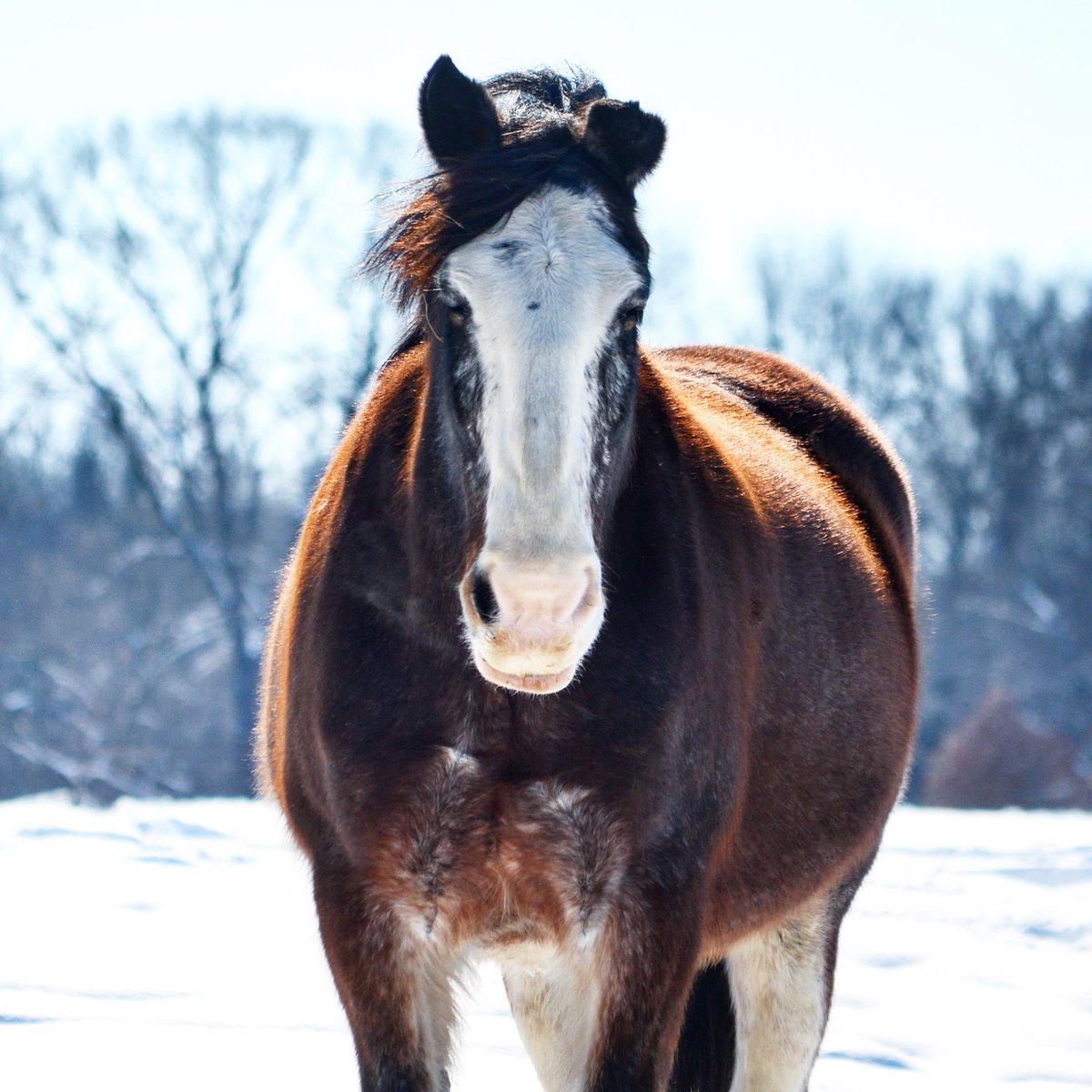 CheffCenter's tweet image. CHEFF IS CANCELING EVENING CLASSES today, Tuesday, January 22nd.  Clients and volunteers should NOT report. ***this weather is killing us! Stay safe out there, it’s REAL slippery... we hope to see everyone back next week!*** #icenight