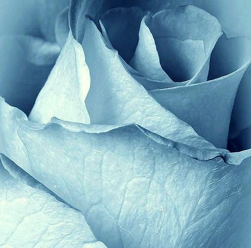 Good Afternoon Twitterverse.
I hope your day is filled with beauty.
✨🌸🌹🦋😊😇😊🦋🌹🌸✨