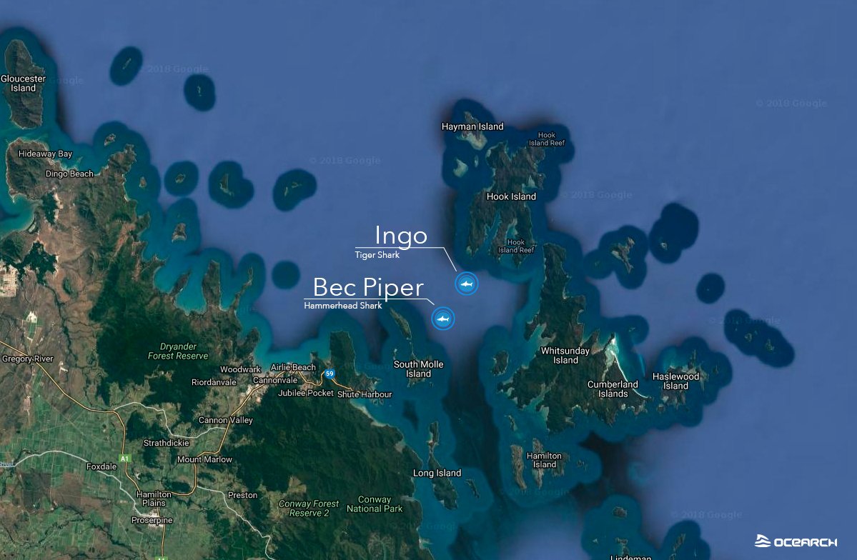 Tiger shark Ingo and hammerhead shark Bec Piper are pinging together near Whitsunday Island in Australia. Both were tagged by <a href="/BiopixelTV/">Biopixel</a> Oceans Foundation in order to study shark behavior in that area.