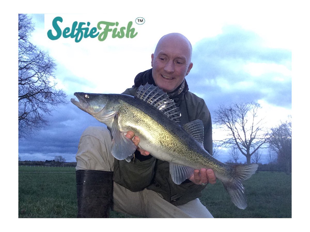 Selfie_Fish's tweet image. #Zander #selfie #selftake #selfiefish #fishing