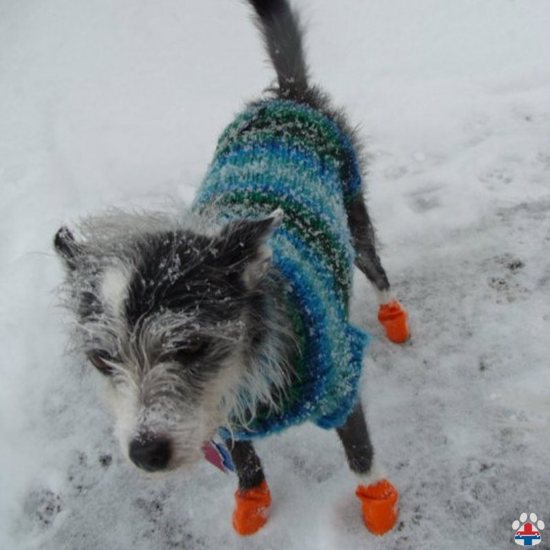 ProPetHero's tweet photo. Is your pet covered for winter? It's #supercold out in many areas of the country, #staywarm and help keep your pets warm too. Learn how to recognize signs of #hypothermia by taking a #petfirstaidcourse or think about becoming a #petfirstaidinstructor https://t.co/ZwYyjVGRy1