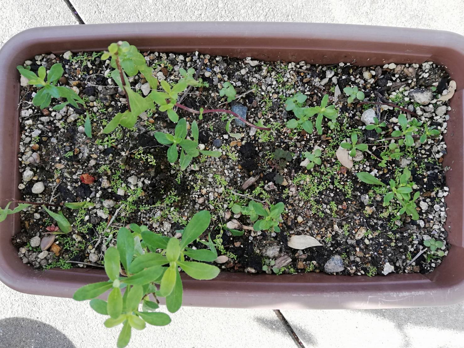 金魚草の零れ種 Twitter Search Twitter