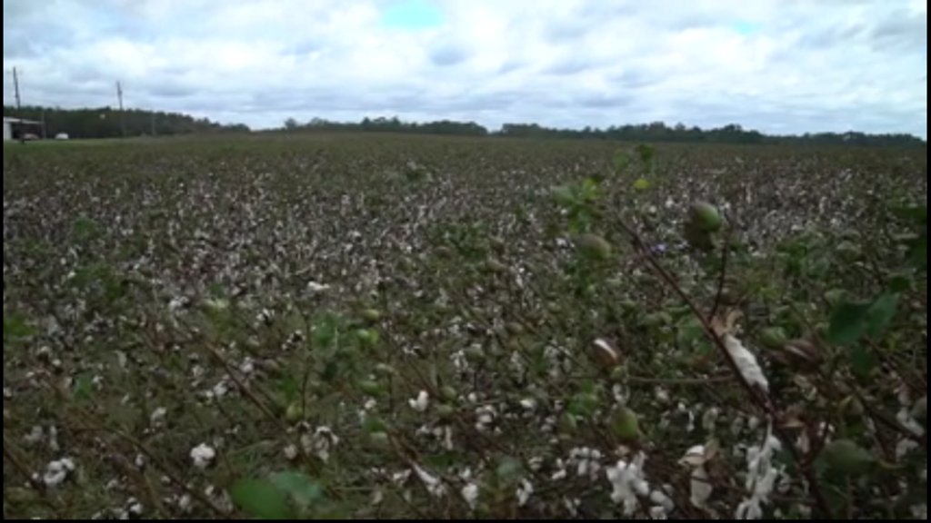 Farmers worried about dropping price of cotton, damage from Hurricane Michael on.wmaz.com/2Dtn5pM