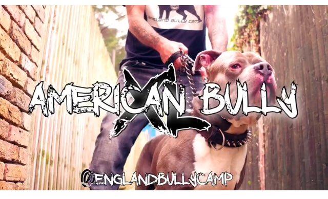 Hello Twitter, XL American Bully we have the best bloodlines in the uk #xlamericanbully #xlbully #xlbullyuk #ukbully #bullymagazine #bullytv #bullyuk #ukbullys #abkc #abkcworldwide #theabkc #bullywebtv #bullylifetv #dogs #englandbullycamp #americanbullyworld #americanbullypuppy