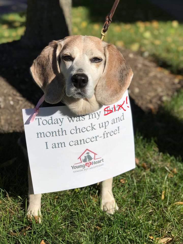 #KickingCancersButt The weather isn’t cooperating for a photo shoot, but Shelby still wanted to share her happy news! This sweet sanctuary girl is now SIX months cancer-free, and she’s enjoying every day! Thank you for helping Shelby and for loving and saving senior pets with us!