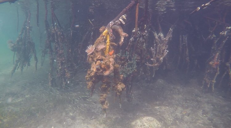 LDissly's tweet photo. Check out all this biodiversity found on mangrove roots in Bocas del Toro! Juvenile fish use mangroves as nursery habitat before migrating out to coral reefs @NU_ThreeSeas #3Cs37 @MaggieDJohnson https://t.co/VSbW7qDJUd