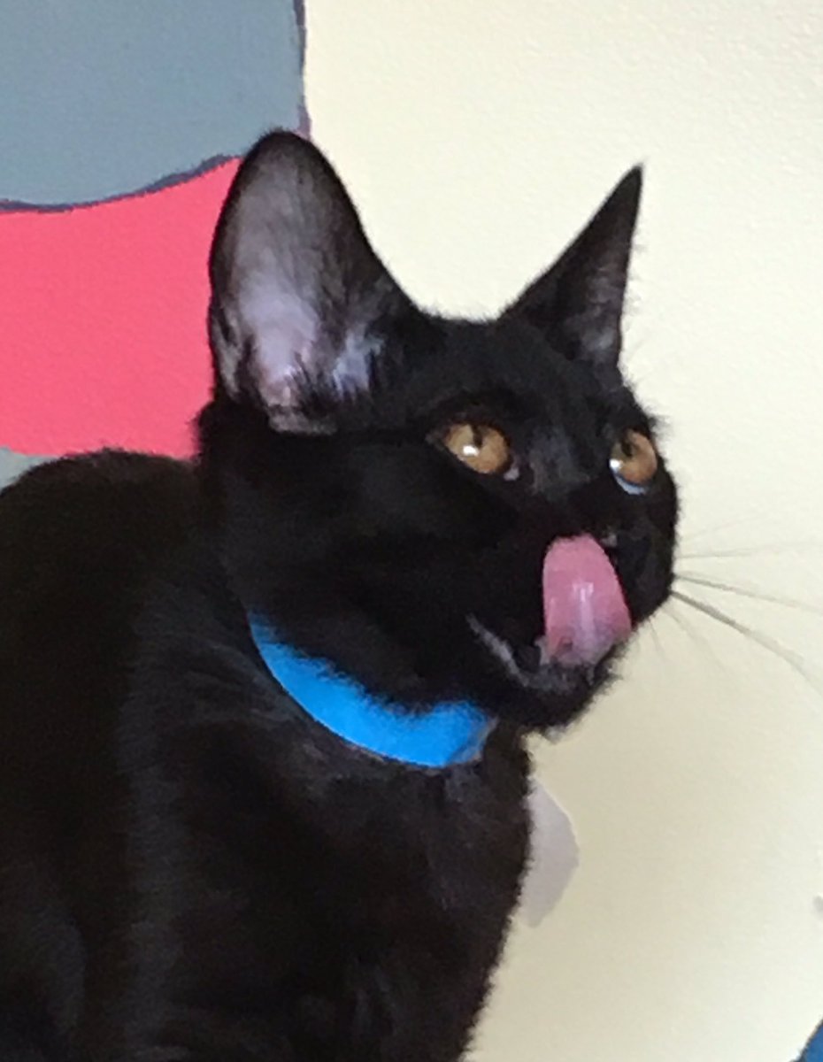 kittybungalow's tweet photo. #TongueOutTuesday 🐾 #KittyBungalow students #BubbleGum, #Bobby, and #Dave licking their chops. Sometimes ya just gotta be a little #silly. #takeamonent #bekindtoyourself #betruetoyou #rescuerelaxrepeat https://t.co/DW9nFkZQg6
