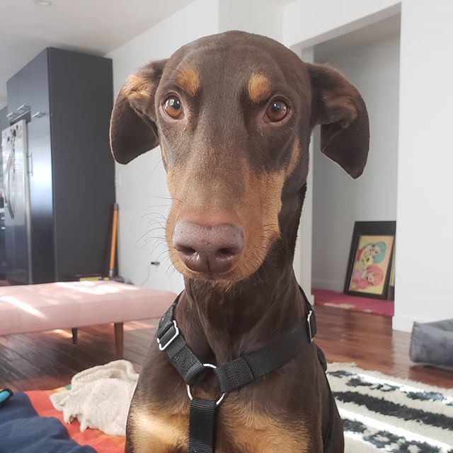 ThePetProvider's tweet photo. Why the long face? #becauseitsonlytuesday #longweekalready #nodaysoff #entrepreneur #dobisthedobie #doberman #dobermansofinstagram #dobiesofinstagram #doggiedaycare #dogsofinstagram #dogwalksofla #dogwalksofinstagram https://t.co/snVITESsQE https://t.co/PoWq3TQfDV