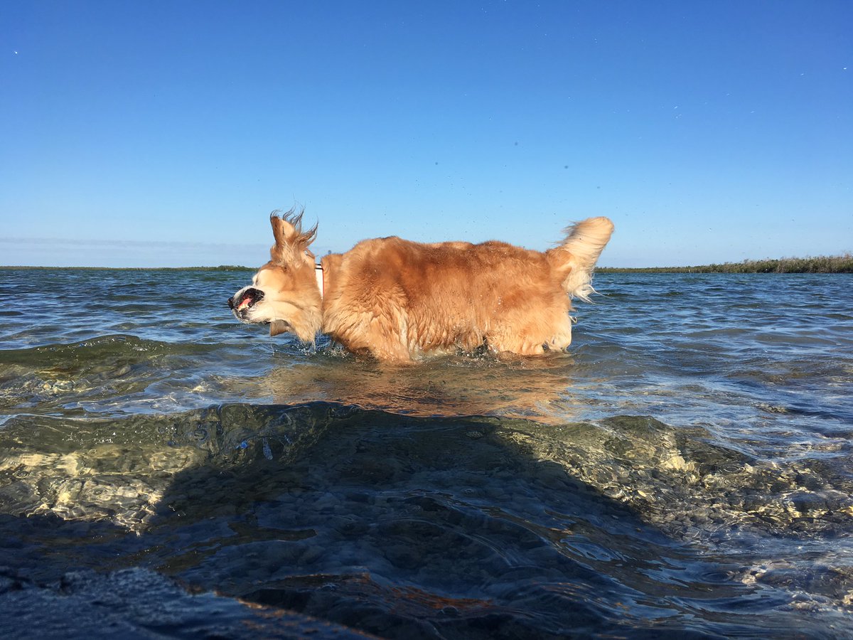 Hopper Dog tweet media