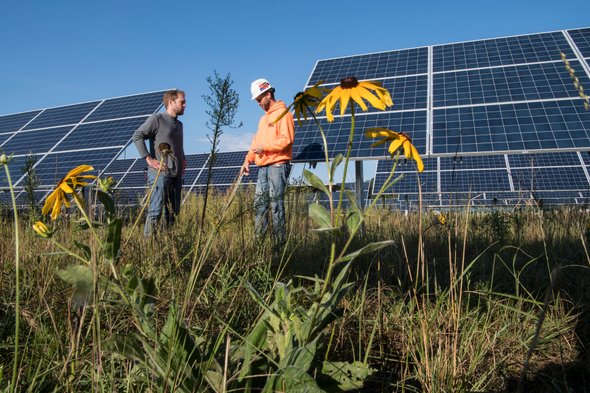 ENERGY's tweet image. Can solar ☀️ save the bees 🐝? A trend of planting wildflowers 🌻 on solar sites could maintain habitat for disappearing pollinators. ▶️ bit.ly/2Fy21Qz (via @sciam)