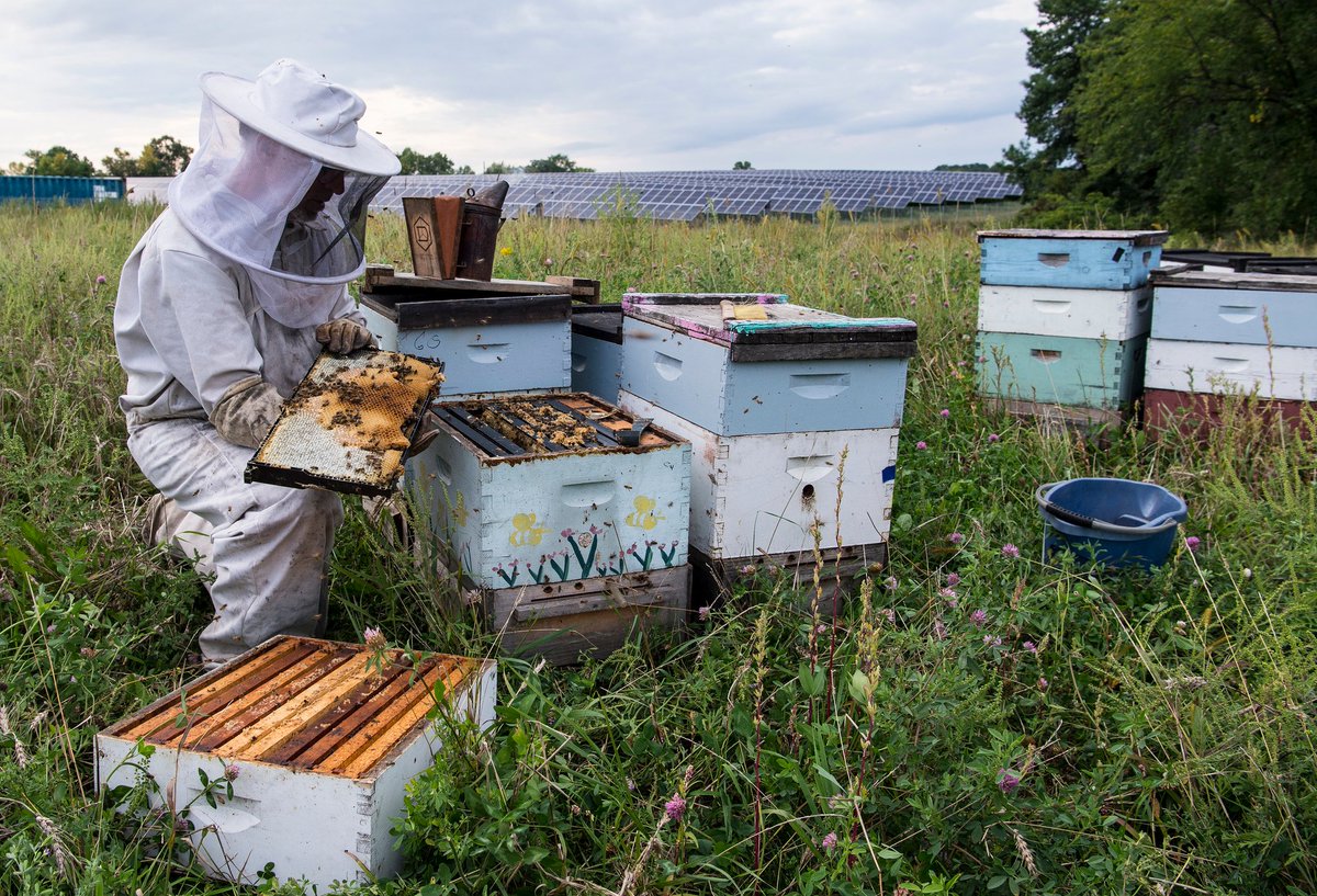 ENERGY's tweet image. Can solar ☀️ save the bees 🐝? A trend of planting wildflowers 🌻 on solar sites could maintain habitat for disappearing pollinators. ▶️ bit.ly/2Fy21Qz (via @sciam)
