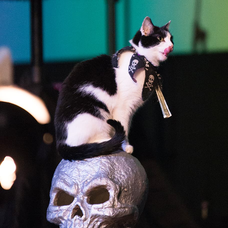 JAX ACROCAT tweet media