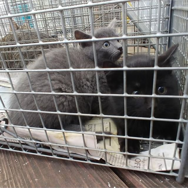 PineTreeCRE's tweet image. Our team together with #midcitiescommunitycats rescued this cat and her 4 kittens from a trash enclosure at our #shoppingcenter in #Grapevine, #TX. They're now in safe hands will soon be put up for adoption. :)  #cats #cre #rescue #adoption #rescueanimals #heritageheights #texas