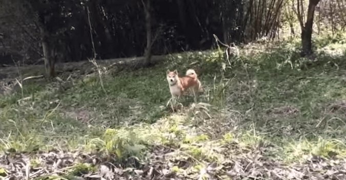 名前を呼んでも全然帰ってこない柴犬に「バイバイ」と言ってみたら･･･(60秒) petfilm.biz/?p=82483