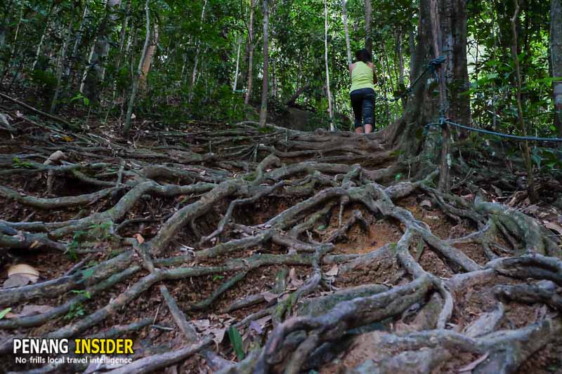 The Penang Insider tweet media