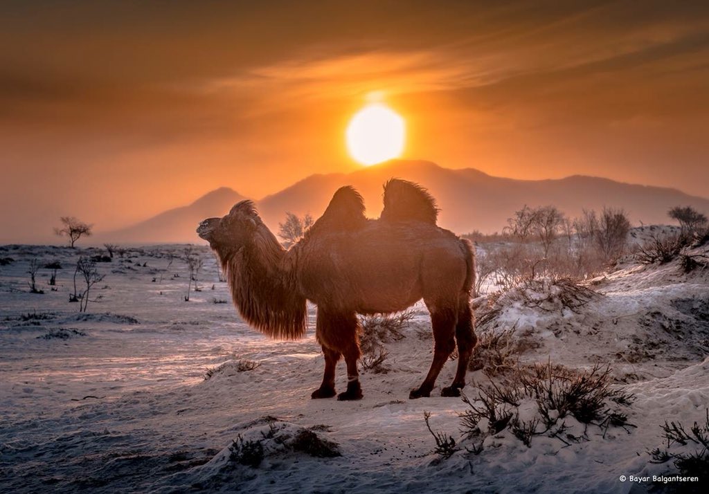 Сайхан өглөөний мэнд ээ. Ажил үйлс нь өөдрөг бүтэмжтэй, эрч хүчтэй, цоглог байгаарай