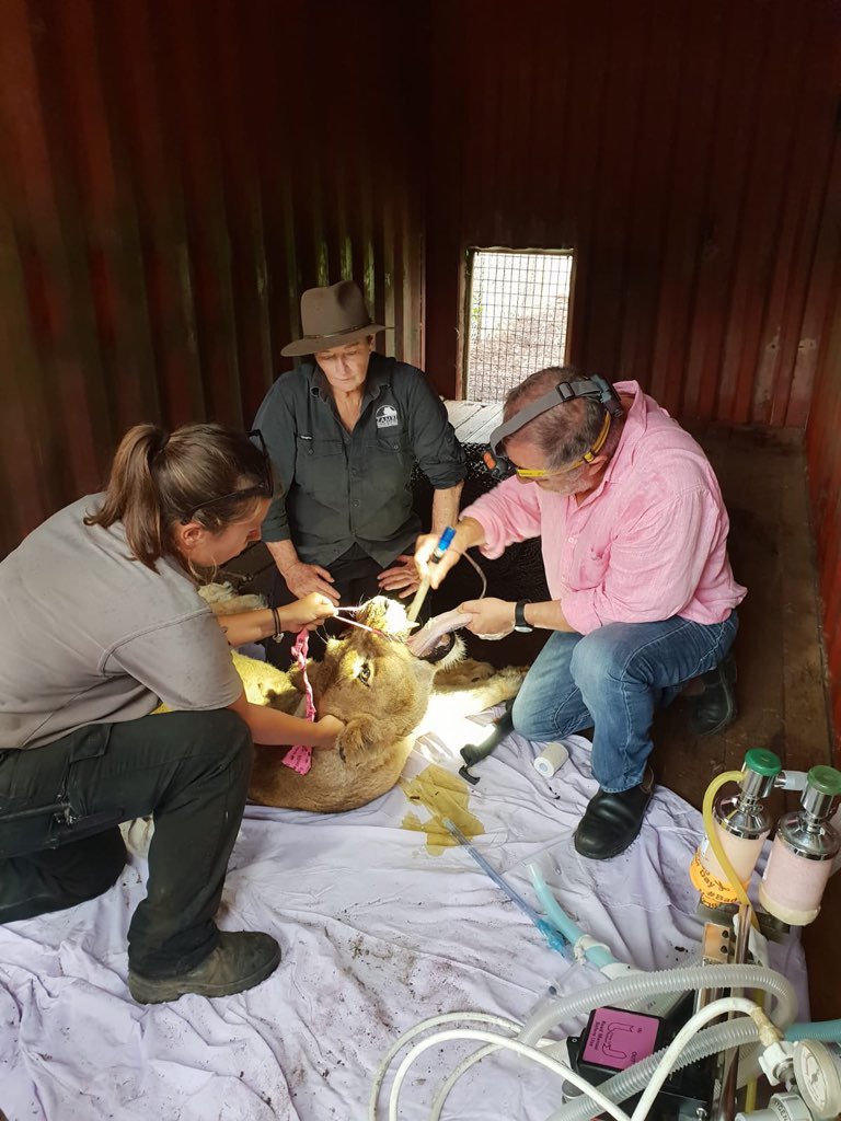 Vet’s life can be interesting. This girl had an intestinal blockage!   Massive as you can imagine but doing well now