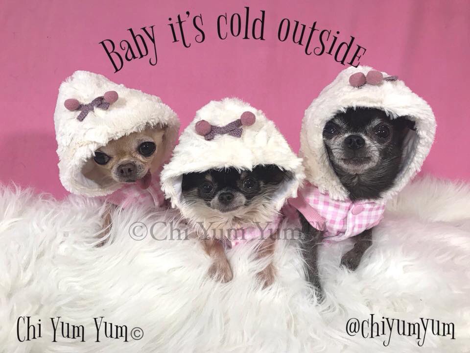 ChiYumYum's tweet photo. Bitter cold in NY. 7° in day. Below ° Eve. #Chihuahua #BABYITSCOLDOUTSIDE #staywarm #bittercold #snuggleup #wintercoats #cutestdogsever #tinydog #dogfashion #dogmodel https://t.co/mM0p4ZObki