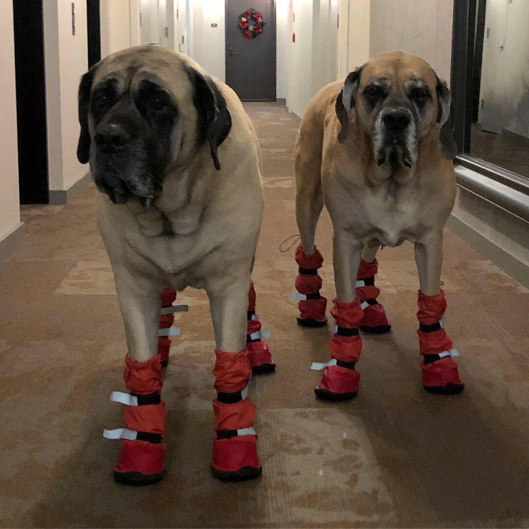 MorganMastiff's tweet image. Girls: Really why do we have to wear booties if we’re just going out to pee really fast?  Mom: because I said so. #firstworldproblems #mastiffproblems #seriously #thestruggleisreal #mastiff #sisters #citydog 🤣🧣🥾🙃