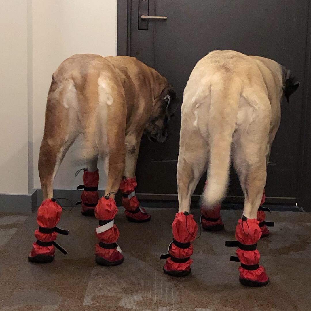 MorganMastiff's tweet image. Girls: Really why do we have to wear booties if we’re just going out to pee really fast?  Mom: because I said so. #firstworldproblems #mastiffproblems #seriously #thestruggleisreal #mastiff #sisters #citydog 🤣🧣🥾🙃