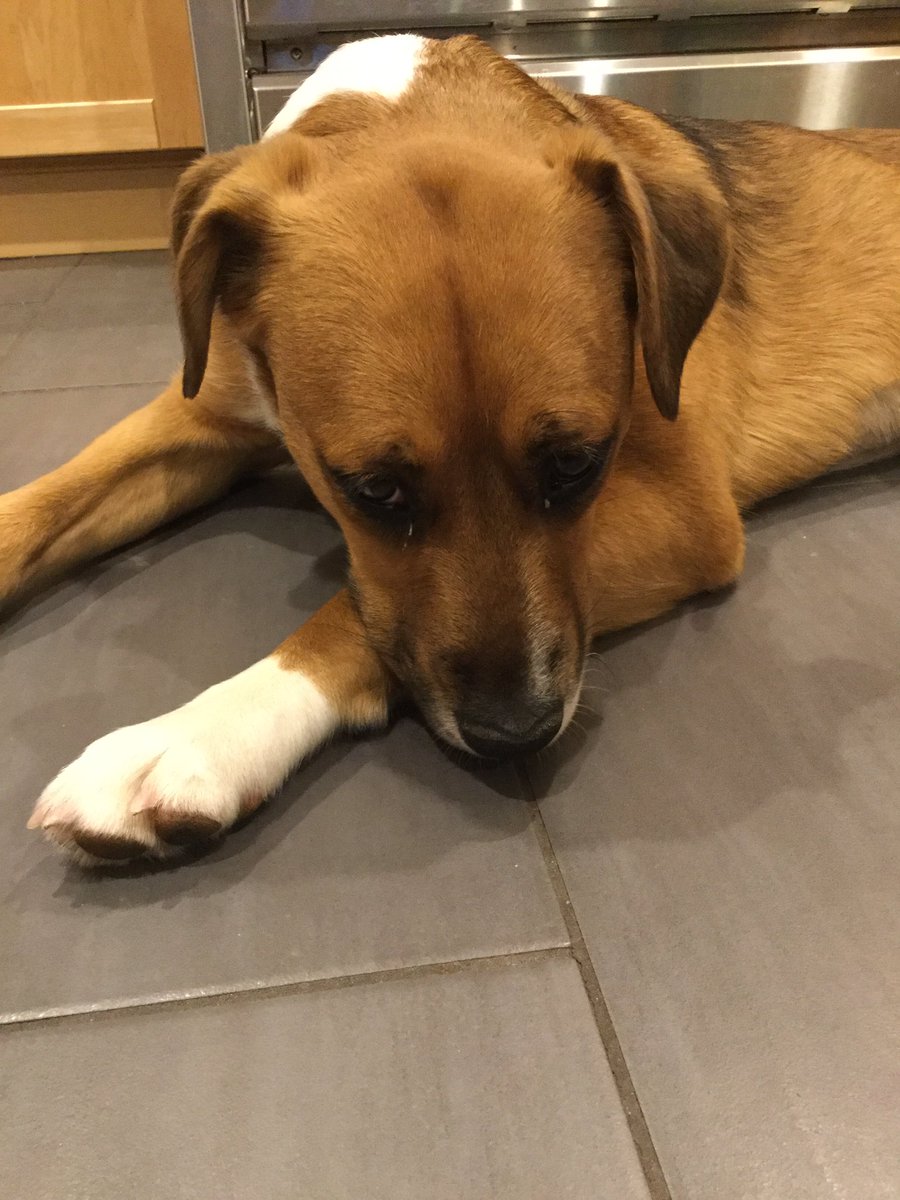 WaffleC70488362's tweet photo. Just got a new dog! https://t.co/bIH9Yk0YIe