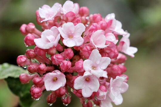 もも おはようございます 1 23誕生花 ビバーナム 花言葉 大いなる期待 別名常盤ガマズミ ビバーナムは種類が沢山あって日本のガマズミや大手毬も仲間ですが 今日のはティヌスという品種です 春に淡いピンクの花が咲き秋には赤から青に変化する