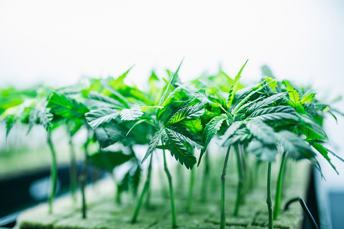 It's a different kind of Tropical Paradise here at Thrive. #CannabisThrives #CraftCannabis #ThriveCannabis #Cannabis #CannabisCommunity