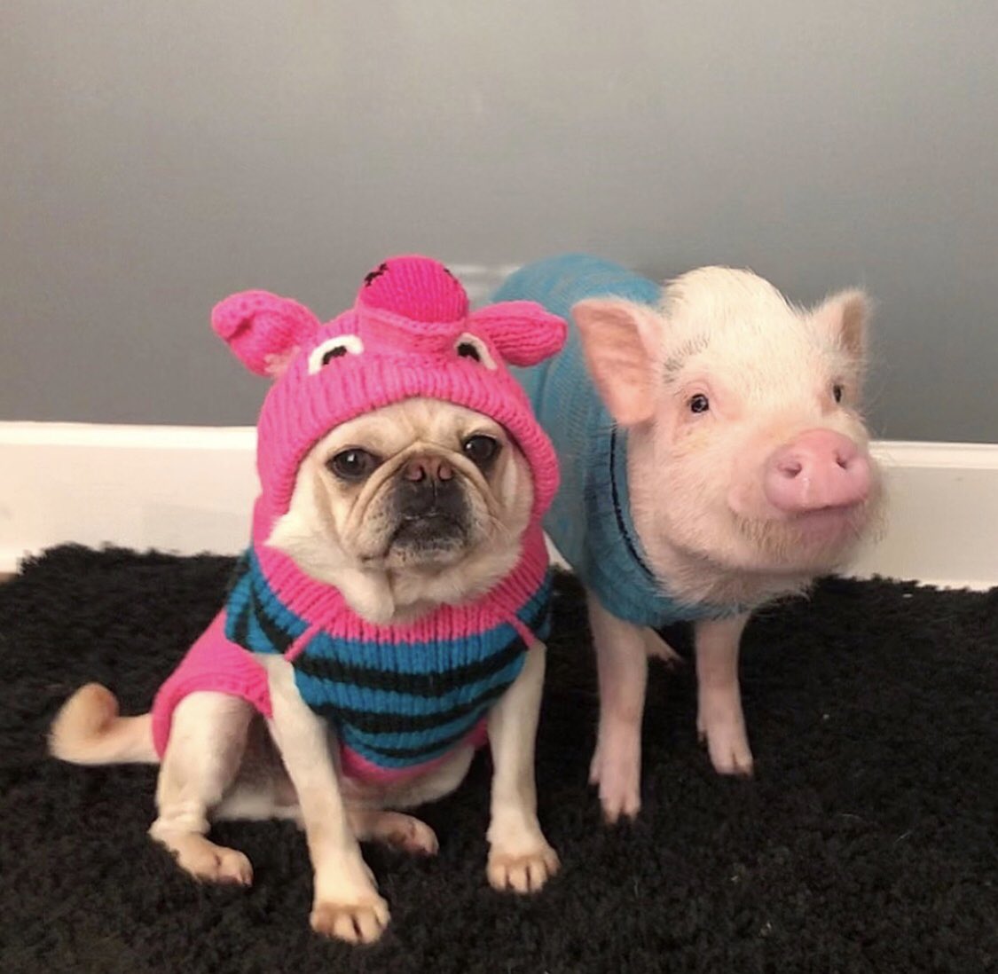 Prissy and Pop tweet media