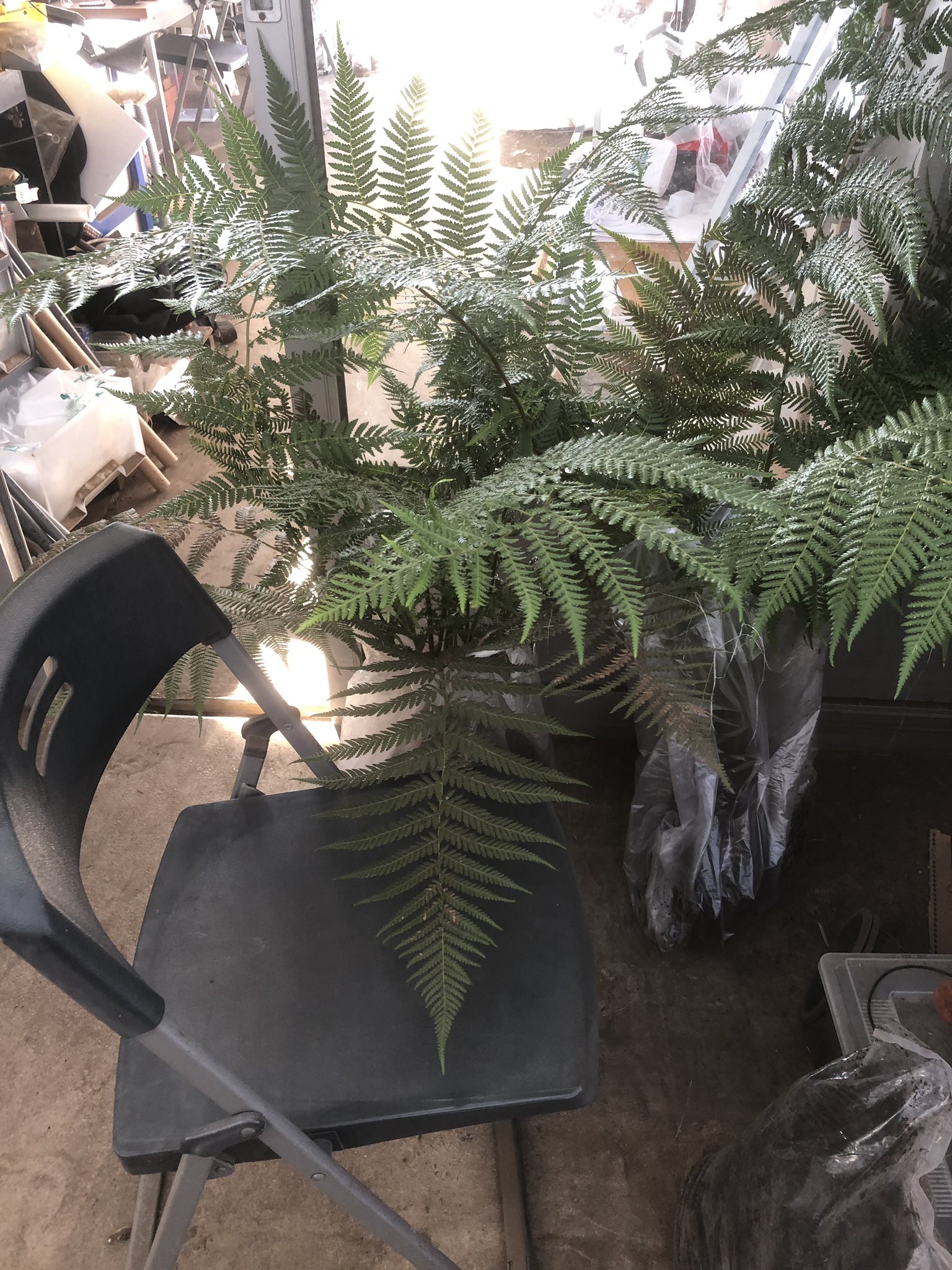 ピクタ 手のひらサイズの苗から育てて4年のディクソニア アンタルクティカ 本日 旅立ちの日を迎えました 成長は思いのほか早かったです 早く大きくするのコツはインスタにあげていますので 興味ある方 は参考にしてください ディクソニア 木性ヘゴ