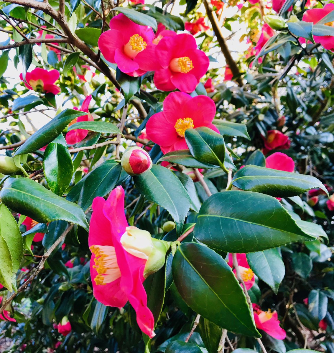 Chiara_Salomoni's tweet photo. Full of fresh scents
Are the budding boughs
From #SpringQuiet by #ChristinaRossetti
@kewgardens @Wakehurst_Place 🌺
#PreRaphaelites #poetry #nature #winter #poesia https://t.co/x9Ty1aGX7a