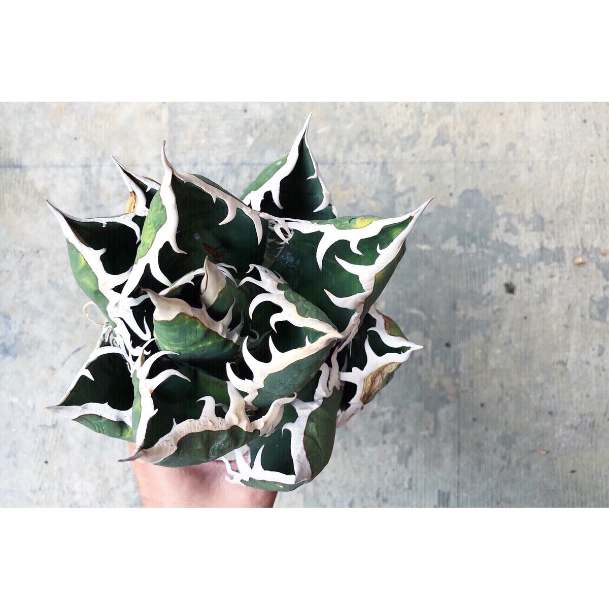 横町 健 惹きこまれる美しさ Agave