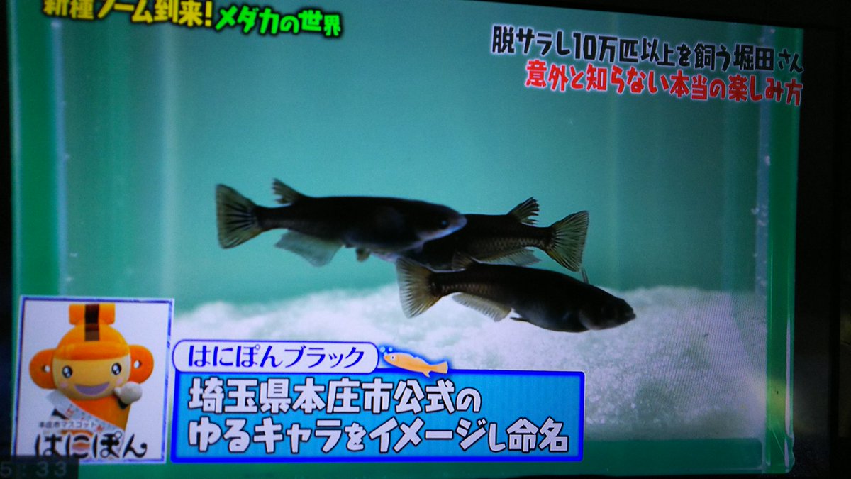 はにぽんブラック はにぽんブラック