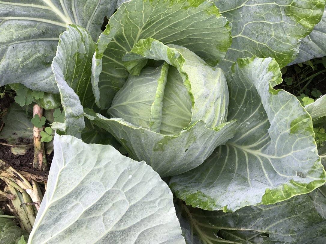katzenstein1's tweet photo. Plant onions to save your cabbages and other greens from caterpillar attack. A hint from homesteaders back in the 1800s. https://t.co/osvk81IhGa
#nopesticides #cabbage #onions #gardening https://t.co/lsjGWz5gwT