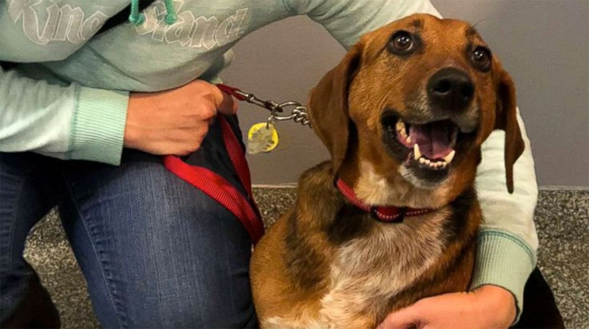 A dog who held an Ohio shelter's record for the longest stay finally found a forever home after 525 days at the Humane Society. https://abcn.ws/2DrDlHU