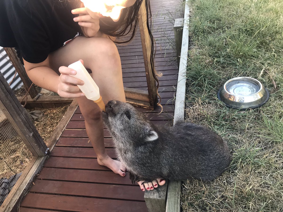 How could you ever get tired of this being on your chore list. 

#puddlesandco #choresforkids #wombattv #wombatsoftwitter #wombatwednesday #wombat #wombats #wombatrescue