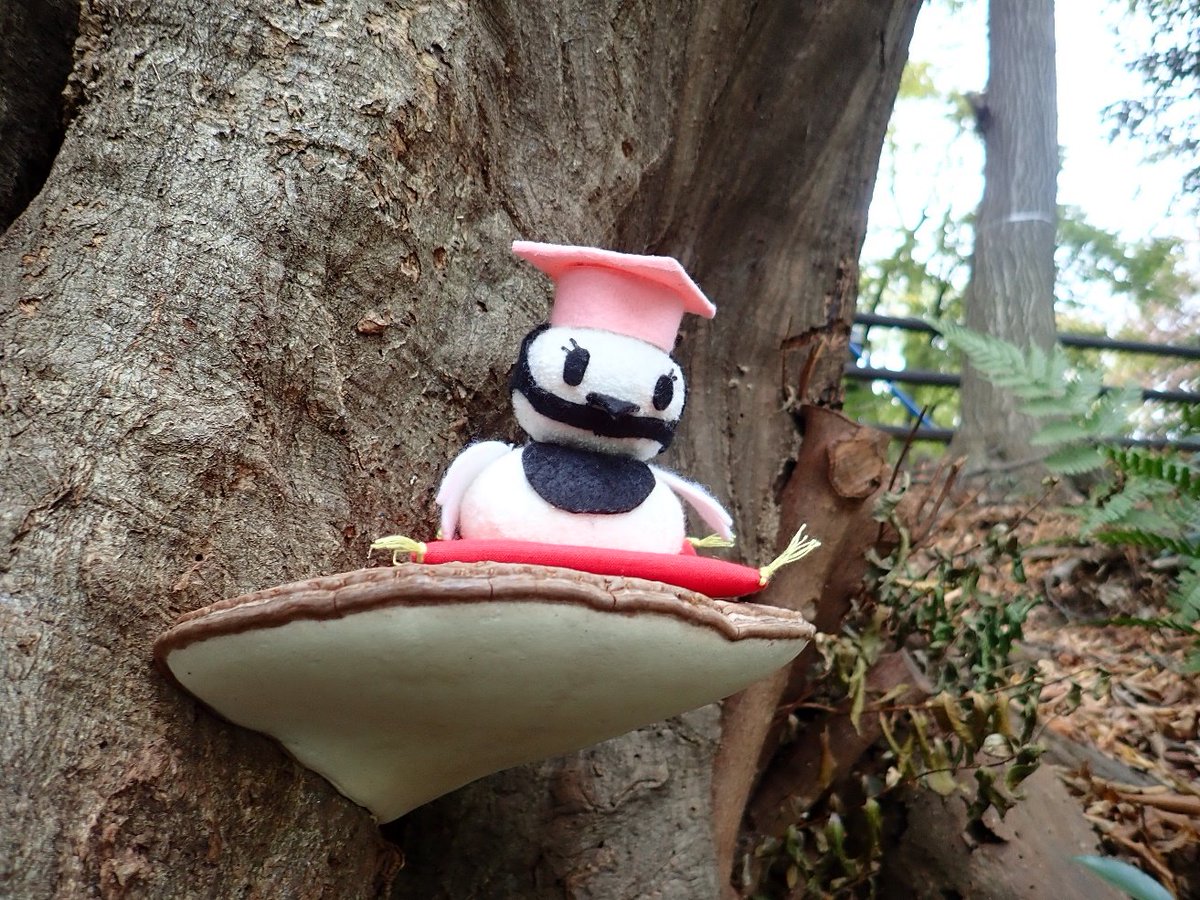 いきもの通信】 コフキサルノコシカケは薬用として利用されるキノコ