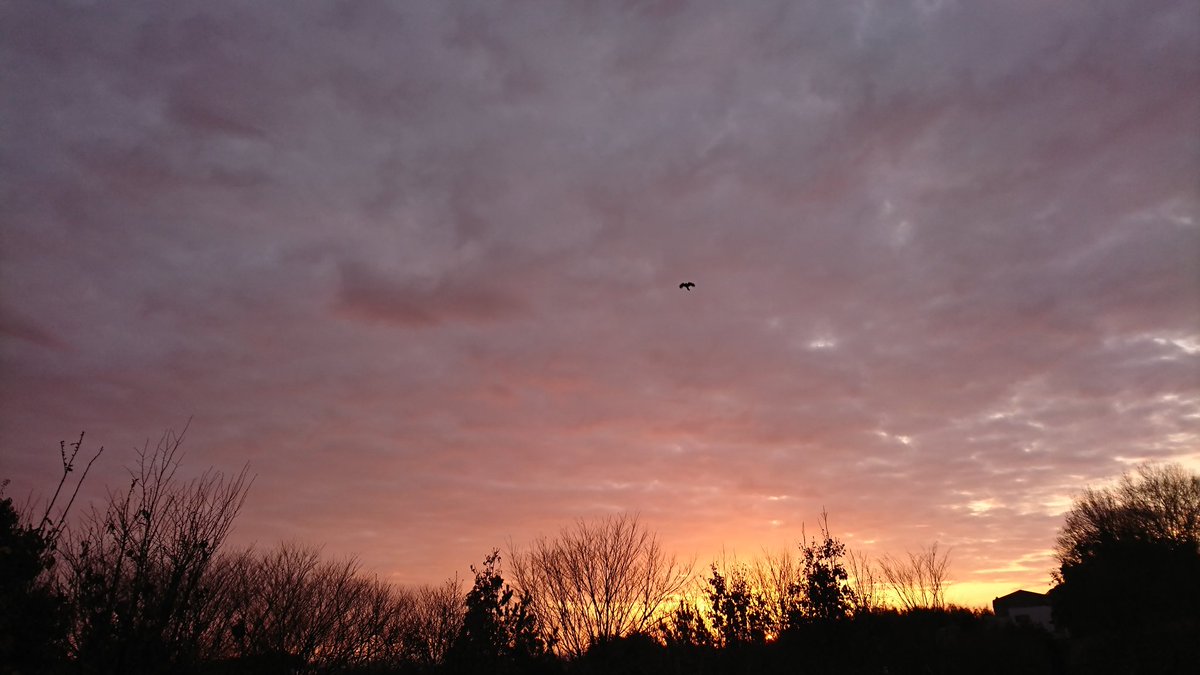 hiromimorita2's tweet image. こんにちは😊
霜降りて朝焼けうっとりの朝🌄
昨日ランチで食べたエビフライ
サクッ身はぷりっとジュウシー
美味でした🍤
感謝の心に優しい笑顔で
好意に答えるには努力をもって☆
給食会に招待されたので
行ってきます☺
柔らかな午後をね😊❤️🍀💞
#日の出倶楽部 
#朝焼け 
#シクラメンの花 
#ランチ